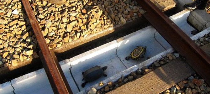 Turtle tunnels make rail tracks safer for slow-moving creatures
