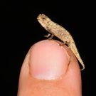 Nano-chameleon: World’s smallest reptile is just 22mm long