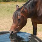 How To Choose The Ideal Livestock Water Trough