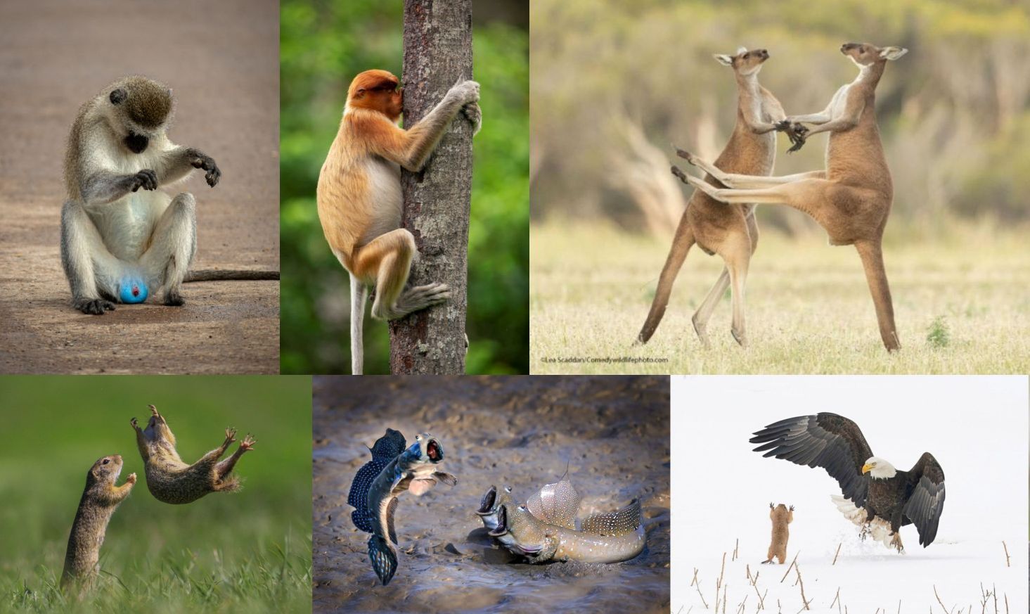Finalists of 2021 Comedy Wildlife Photography Awards announced